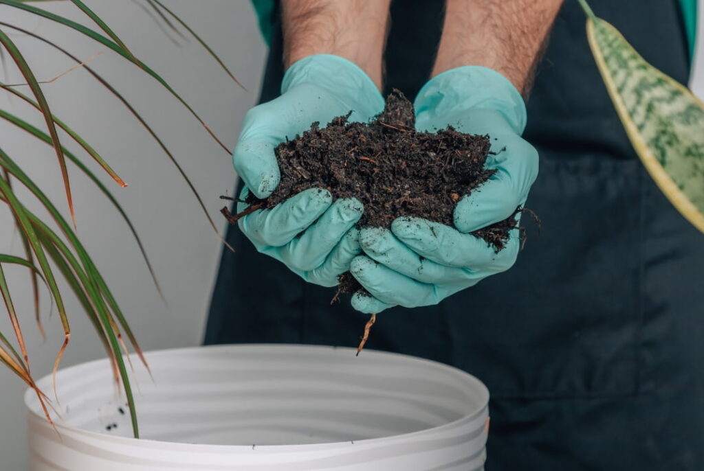 Preparando el ambiente ideal para la germinación de semillas.
