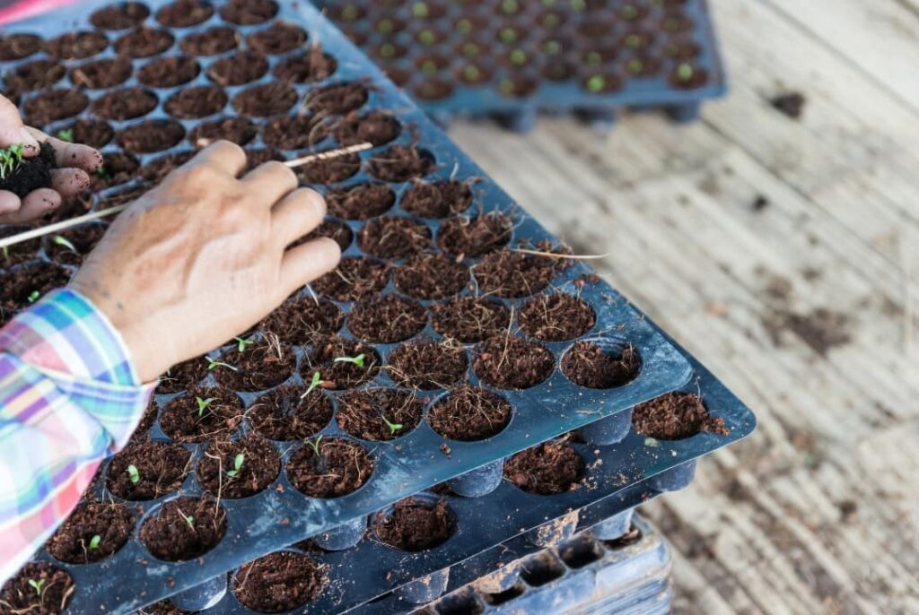 Semillas en el proceso de germinación cubiertas ligeramente con tierra fértil.