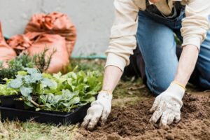 Persona aplicando compost en un huerto de hortalizas