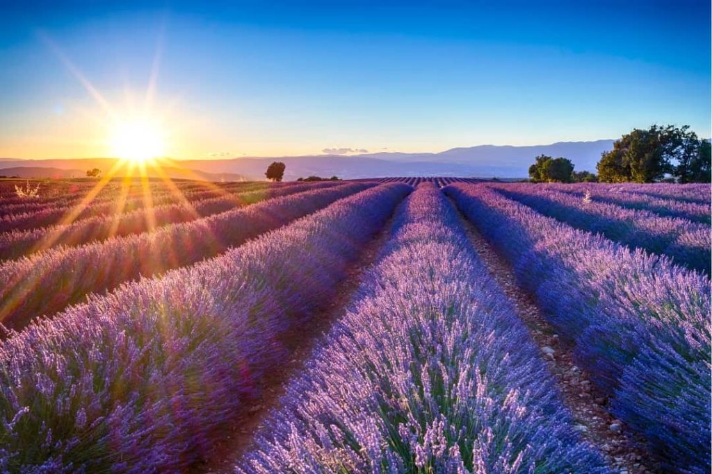 Campo de lavanda en plena floración, ideal para recolectar con fines medicinales.