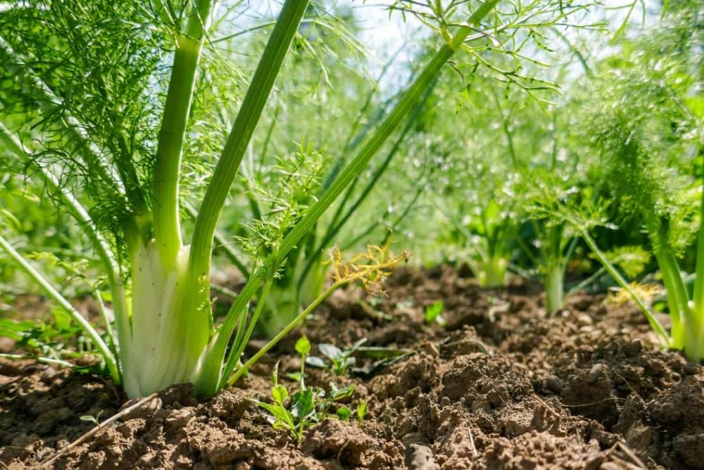 Planta de hinojo fresca con hojas verdes finas y bulbo blanco visible, creciendo en un huerto bajo la luz del sol.
